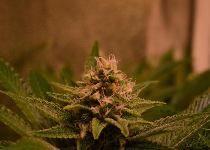 •LEMONITE • CLONES•. Week 12