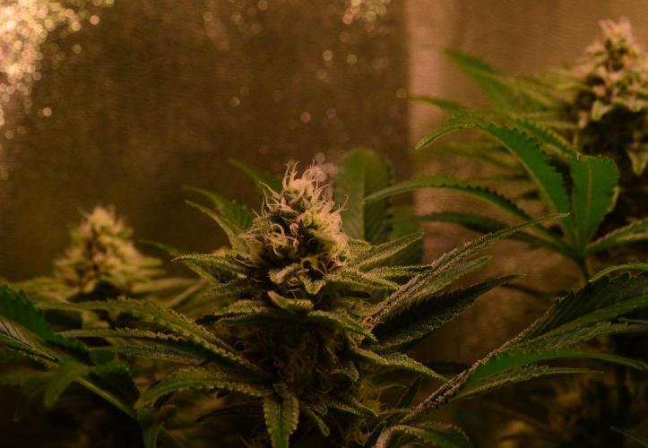 •LEMONITE • CLONES•. Week 12