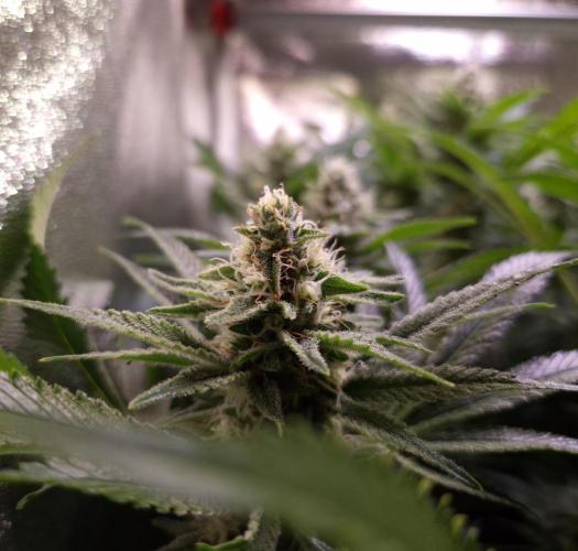 •LEMONITE • CLONES•. Week 12