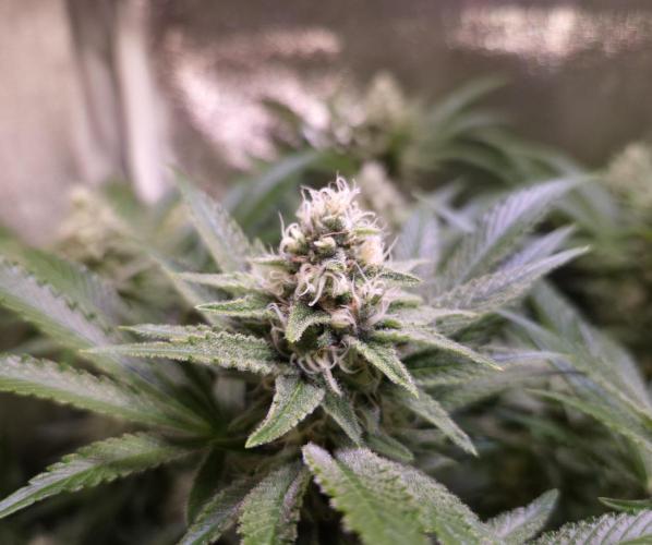 •LEMONITE • CLONES•. Week 12