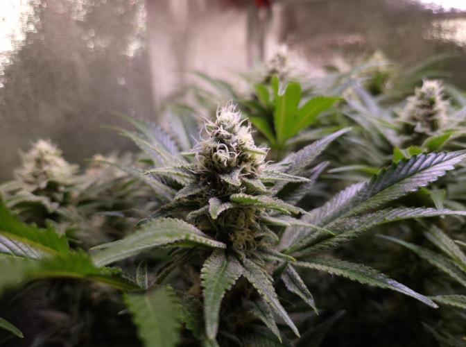 •LEMONITE • CLONES•. Week 12