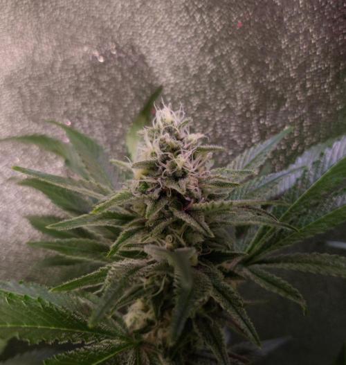 •LEMONITE • CLONES•. Week 12