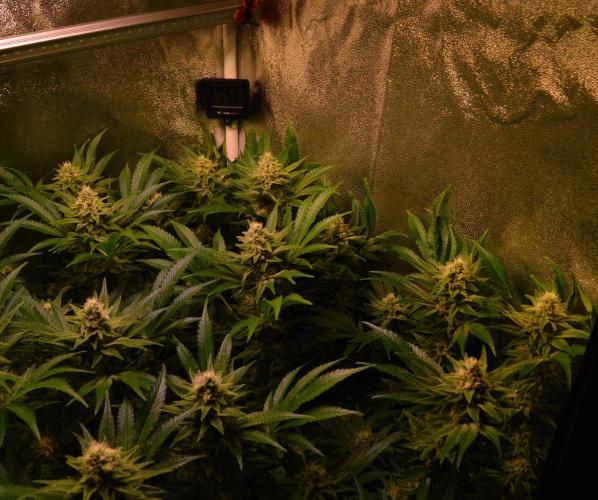 •LEMONITE • CLONES•. Week 12 - #3 without additives