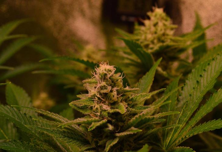 •LEMONITE • CLONES•. Week 12