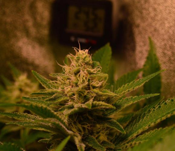 •LEMONITE • CLONES•. Week 12