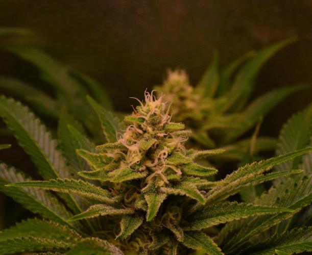 •LEMONITE • CLONES•. Week 12