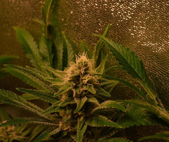 •LEMONITE • CLONES•. Week 12