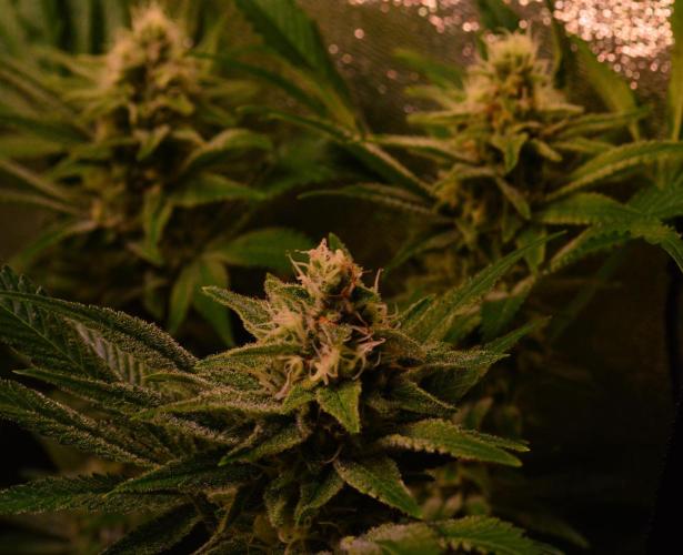 •LEMONITE • CLONES•. Week 12