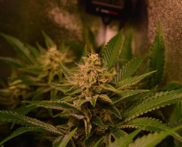 •LEMONITE • CLONES•. Week 12