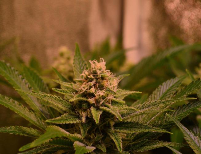 •LEMONITE • CLONES•. Week 12