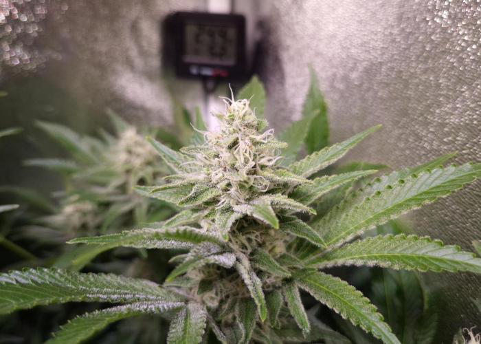 •LEMONITE • CLONES•. Week 12