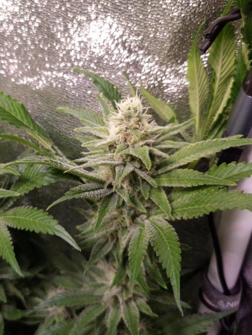 •LEMONITE • CLONES•. Week 12