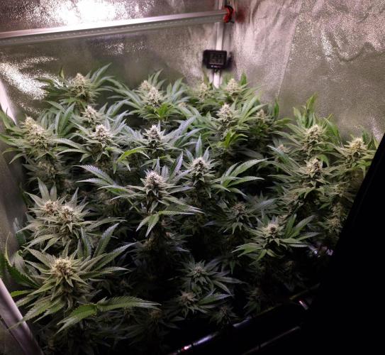 •LEMONITE • CLONES•. Week 12 - D84/42F