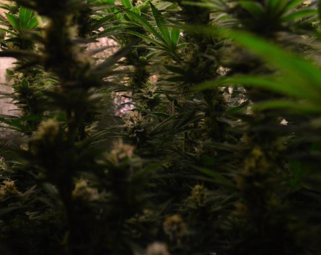 •LEMONITE • CLONES•. Week 12