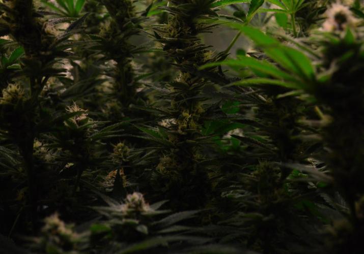 •LEMONITE • CLONES•. Week 12