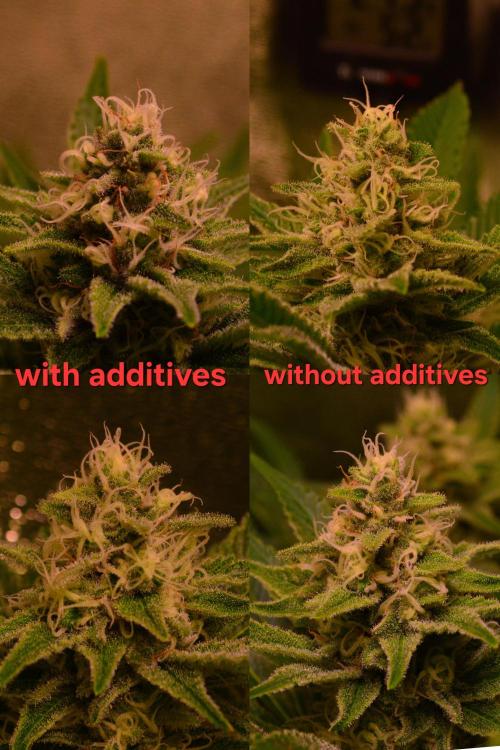 •LEMONITE • CLONES•. Week 12