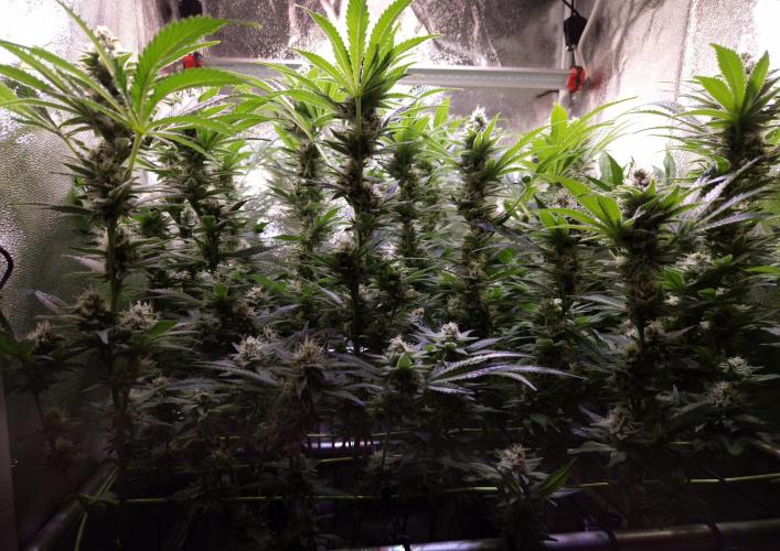 •LEMONITE • CLONES•. Week 12