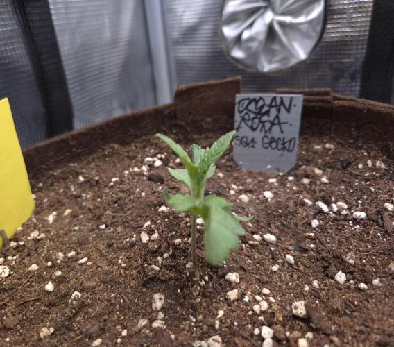 • Ocean Rosa •. Week 2 - D8