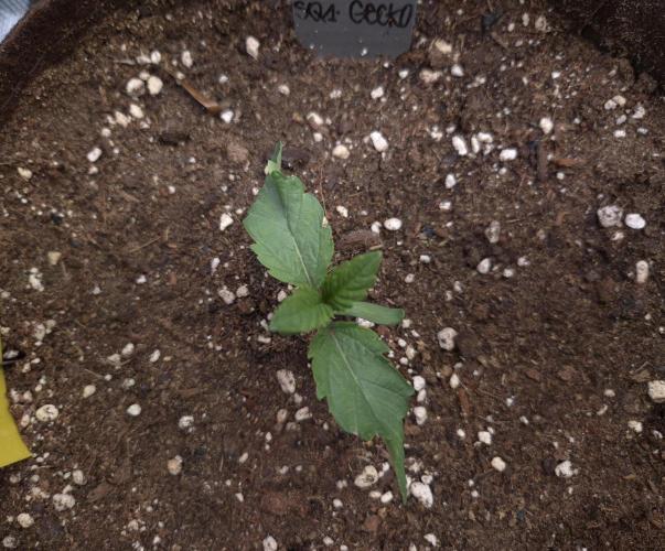 • Ocean Rosa •. Week 2