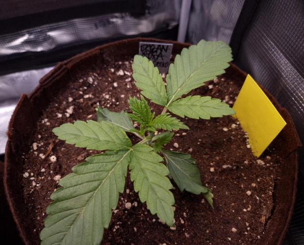 • Ocean Rosa •. Week 2 - D14