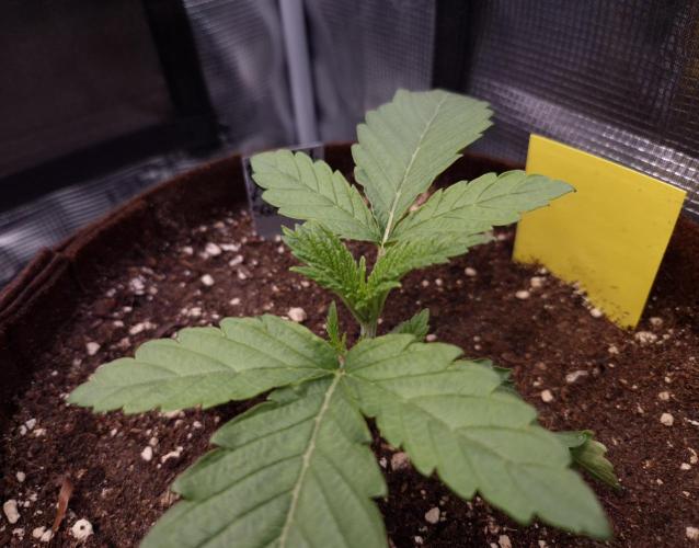 • Ocean Rosa •. Week 2