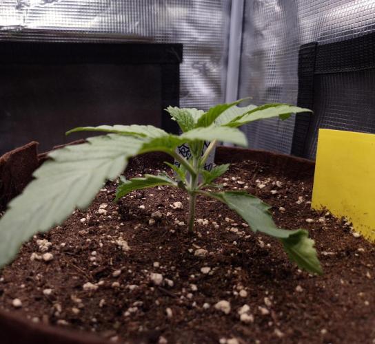 • Ocean Rosa •. Week 2