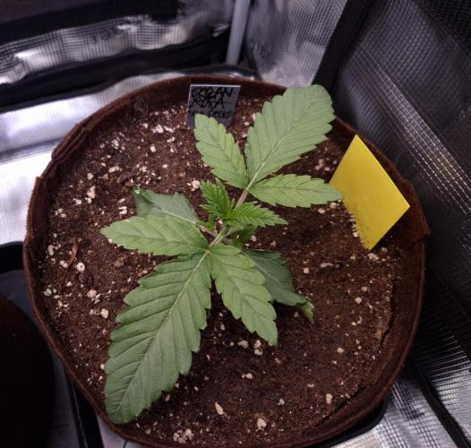 • Ocean Rosa •. Week 2