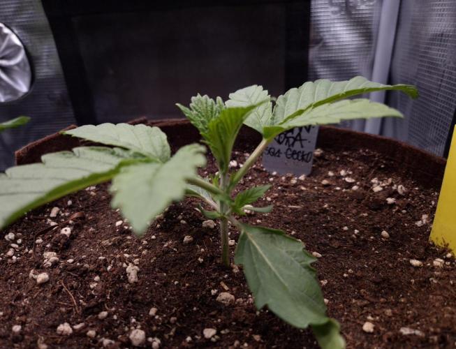 • Ocean Rosa •. Week 2