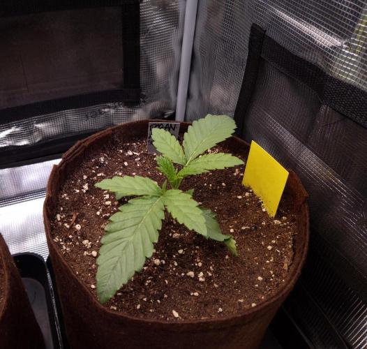 • Ocean Rosa •. Week 2