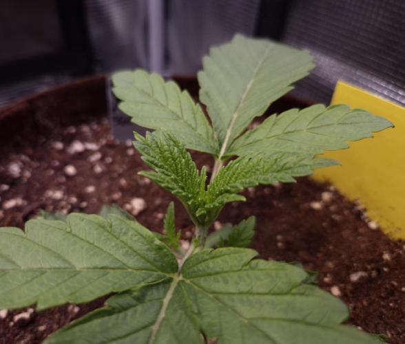 • Ocean Rosa •. Week 2