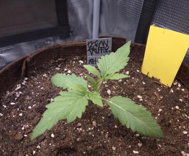 • Ocean Truffle •. Week 2 - D8