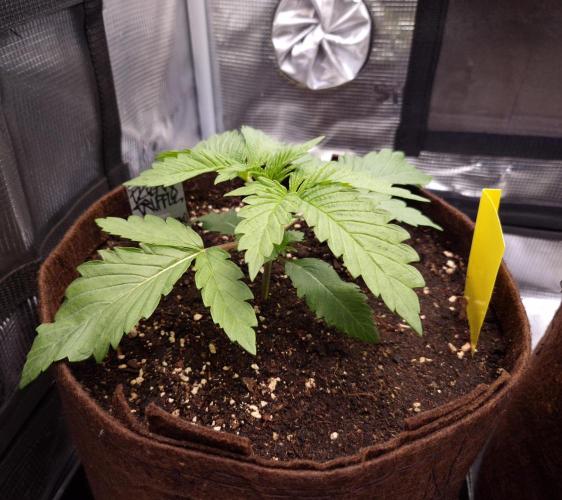 • Ocean Truffle •. Week 2 - D14