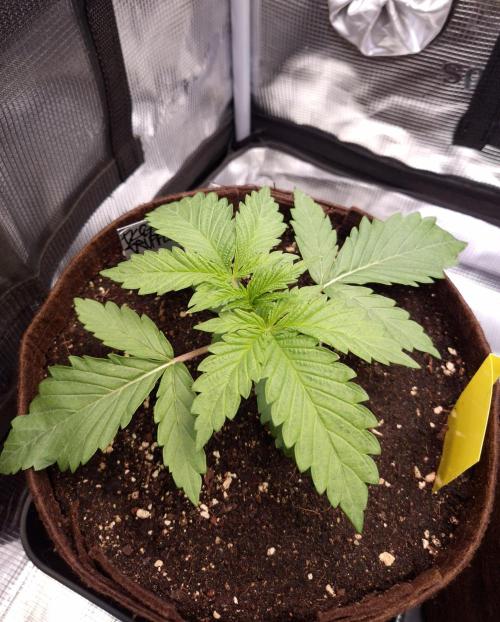 • Ocean Truffle •. Week 2