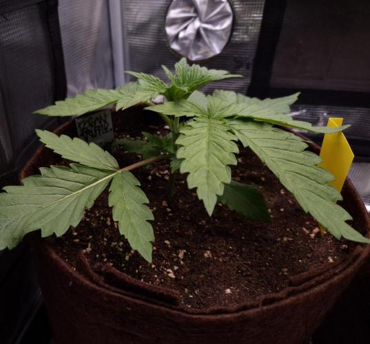 • Ocean Truffle •. Week 2