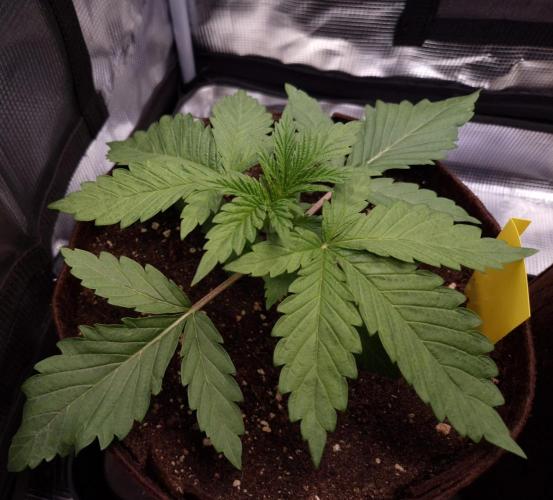 • Ocean Truffle •. Week 2