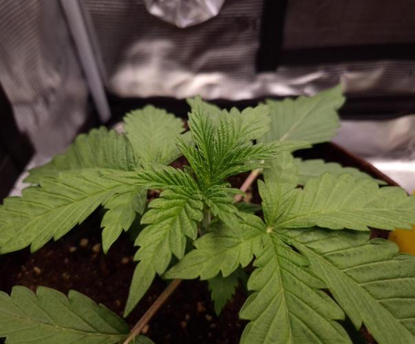 • Ocean Truffle •. Week 2