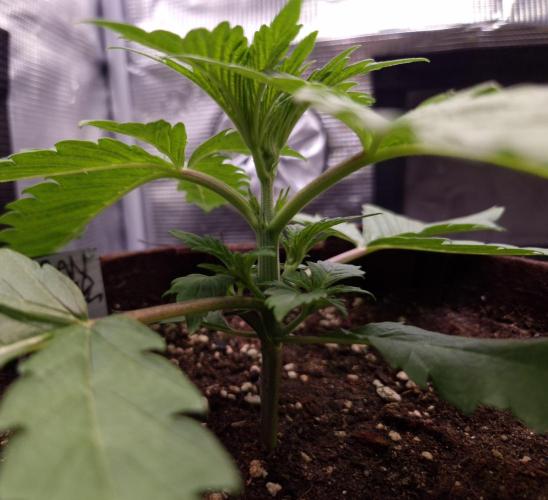 • Ocean Truffle •. Week 2