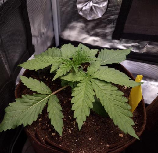 • Ocean Truffle •. Week 2