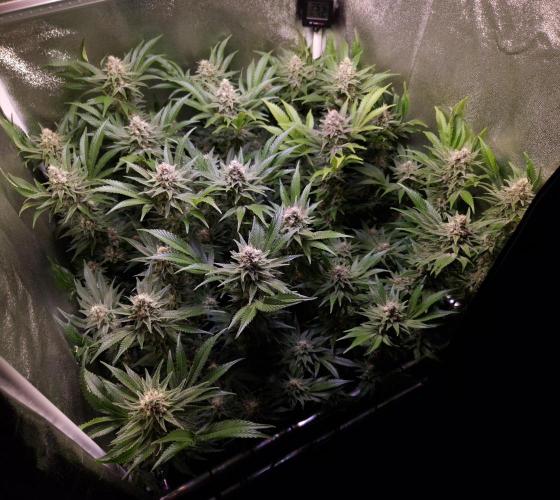 •LEMONITE • CLONES•. Week 13 - D91/49F