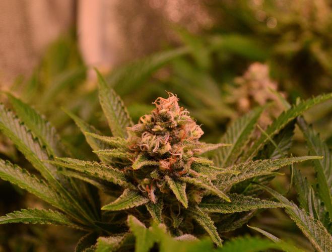 •LEMONITE • CLONES•. Week 13