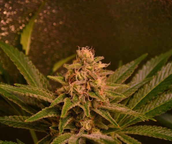 •LEMONITE • CLONES•. Week 13