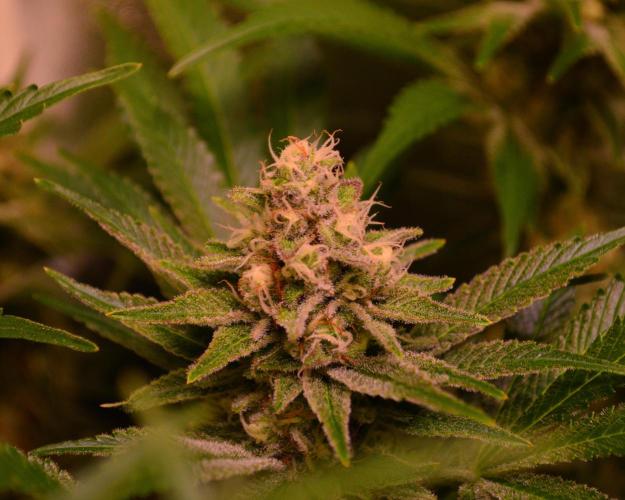 •LEMONITE • CLONES•. Week 13