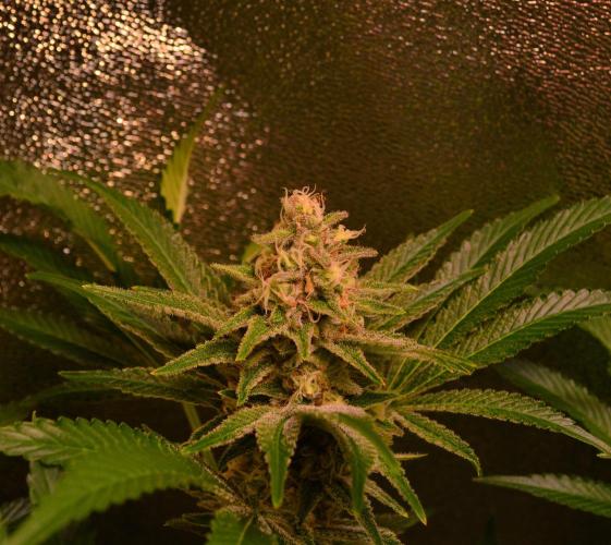 •LEMONITE • CLONES•. Week 13