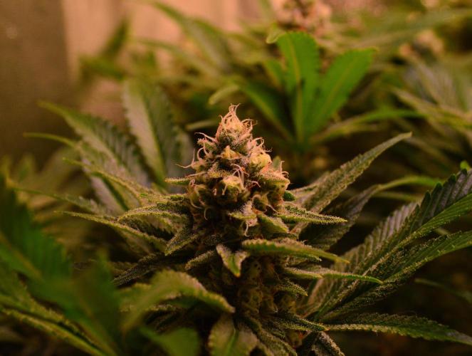 •LEMONITE • CLONES•. Week 13