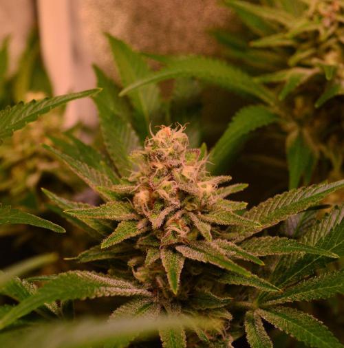 •LEMONITE • CLONES•. Week 13