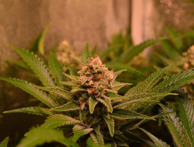 •LEMONITE • CLONES•. Week 13