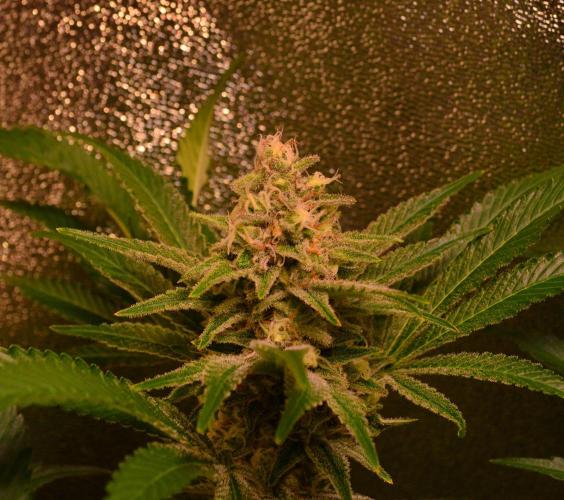 •LEMONITE • CLONES•. Week 13