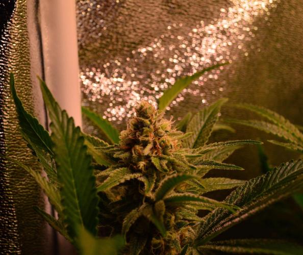 •LEMONITE • CLONES•. Week 13