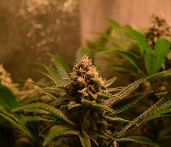 •LEMONITE • CLONES•. Week 13