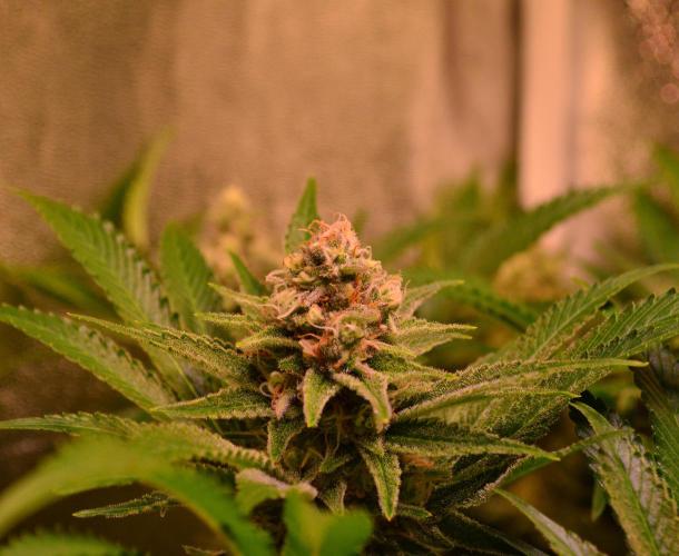 •LEMONITE • CLONES•. Week 13